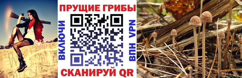 Галлюциногенные грибы Cubensis  Абакан 